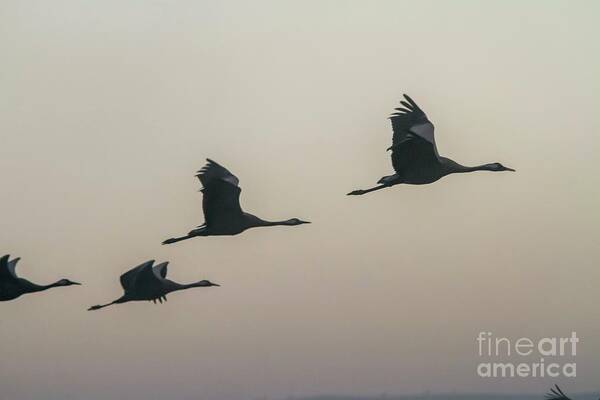 Hula Valley Art Print featuring the photograph Common Crane In Flight by Photostock-israel/science Photo Library