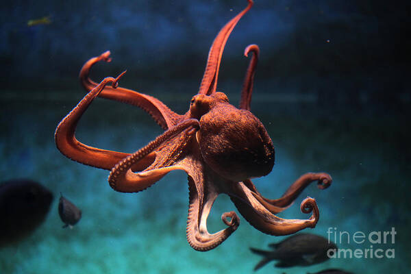 Octopus Art Print featuring the photograph Common Octopus Octopus Vulgaris by Vladimir Wrangel