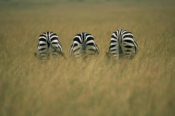 Kenya Art Print featuring the photograph Common Zebra Equus Quagga Eating Grass by James Warwick