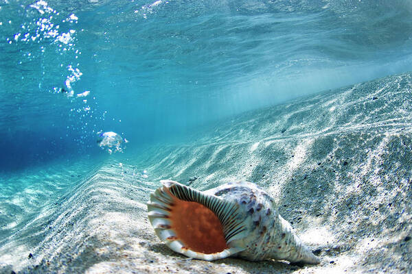  Shell Art Print featuring the photograph Conch Shell Bubbles by Sean Davey