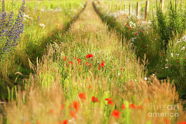 Converging Art Print featuring the photograph Converging tracks in a flower meadow by Simon Bratt