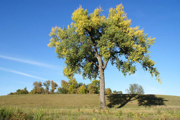 Landscape Art Print featuring the photograph Cottonwood Tree-horizontal by Dlerick
