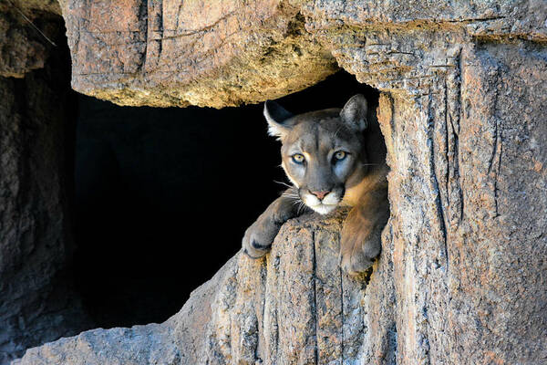 Mountain Lion Art Print featuring the photograph Cougar by Carolyn Mickulas