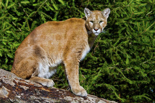 Cougar Art Print featuring the photograph Cougar by Galloimages Online