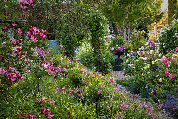 California Art Print featuring the photograph Country Rose Garden by Saxon Holt