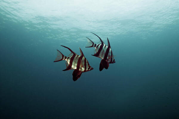 Underwater Art Print featuring the photograph Couple Of Fish by Underwater Graphics