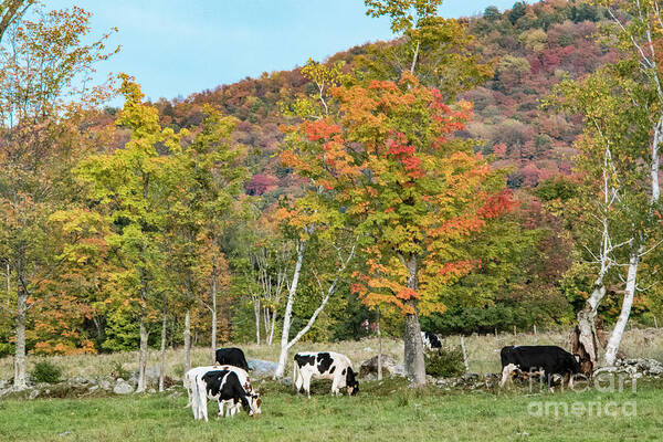Autumn Art Print featuring the photograph Cows Grazing by John Greco