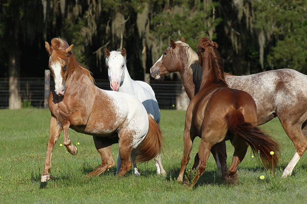 Cq2r4891 Herd Behaviour Art Print featuring the photograph Cq2r4891 Herd Behaviour, Appaloosas, Lynns Appaloosas, Fl by Bob Langrish