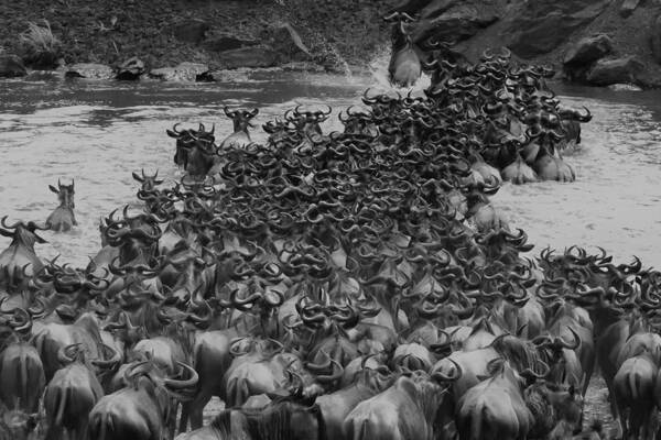 Migration Art Print featuring the photograph Crossing Mara River by Li Chen
