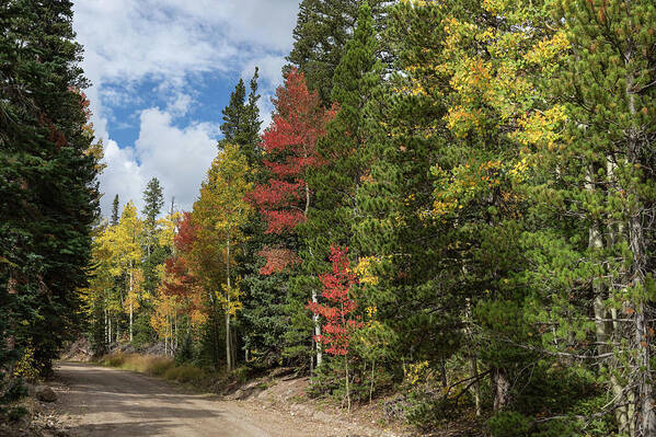 Autumn Art Print featuring the photograph Cruising Colorado by James BO Insogna