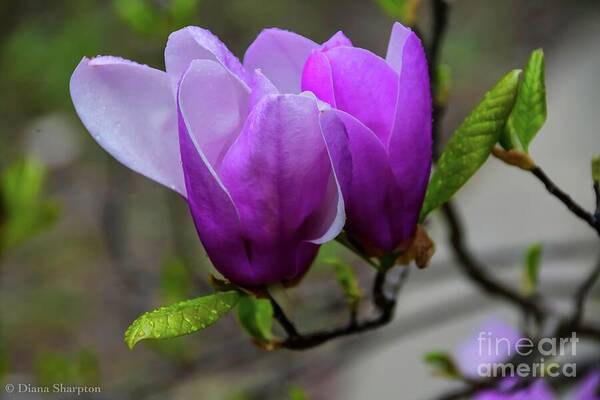 Japanese Art Print featuring the photograph Cuddling In Spring by Diana Mary Sharpton