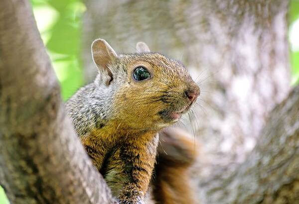 Fox Squirrel Art Print featuring the photograph Cute Funny Head Squirrel by Don Northup