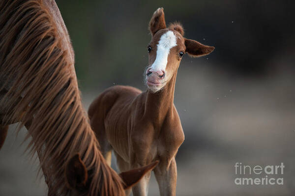 Cute Art Print featuring the photograph Cutie by Shannon Hastings