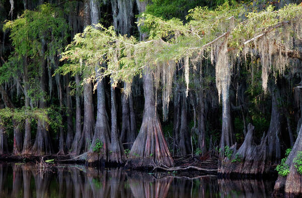 Caddo Lake Art Print featuring the photograph Cypress Bank by Lana Trussell