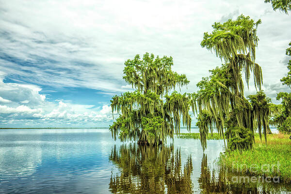 Cypress Trees Art Print featuring the photograph Cypress Trees, Tell Us The Mystery Of Your Soul by Felix Lai