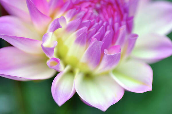 Petal Art Print featuring the photograph Dahlia Flower by Images By Christina Kilgour