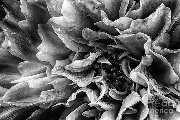 Flower Art Print featuring the photograph Dahlia flower in black and white macro by Simon Bratt