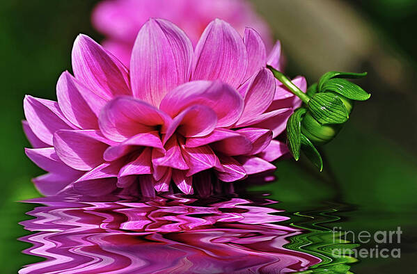 Dahlia On Water Art Print featuring the photograph Dahlia on Water by Kaye Menner