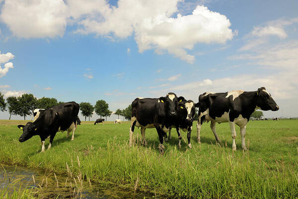 Domestic Animals Art Print featuring the photograph Dairy Cattle In Meadow by Pidjoe