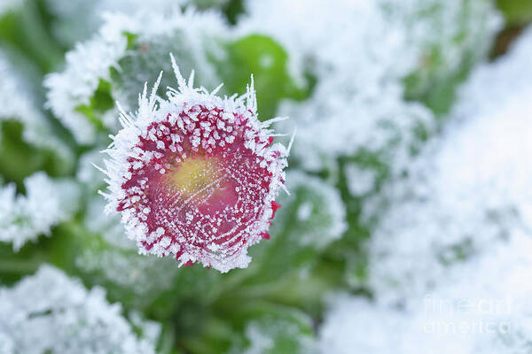 Frozen Art Print featuring the photograph Daisy frozen in winter garden by Simon Bratt