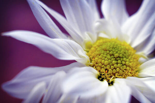 White Daisy Flower Art Print featuring the photograph Daisy Mine by Michelle Wermuth