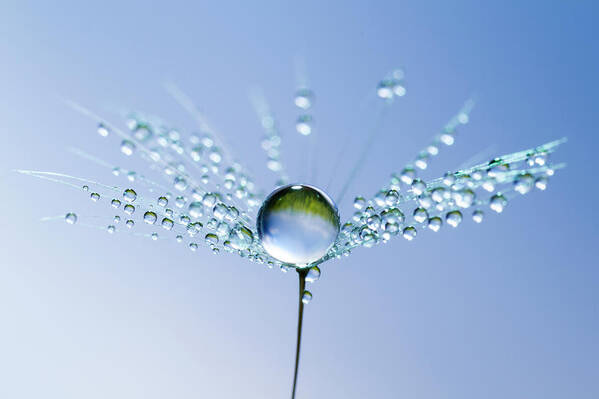 Single Flower Art Print featuring the photograph Dandelion And Dew - Blue Sky Water by Thomasvogel