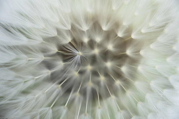 Natural Pattern Art Print featuring the photograph Dandelion Seeds by Wataru Yanagida