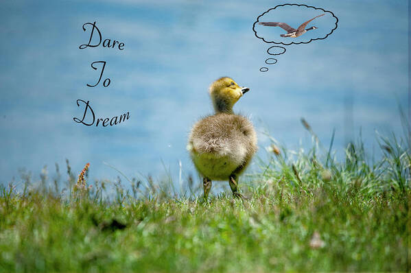 Greeting Card Art Print featuring the photograph Dare To Dream by Cathy Kovarik