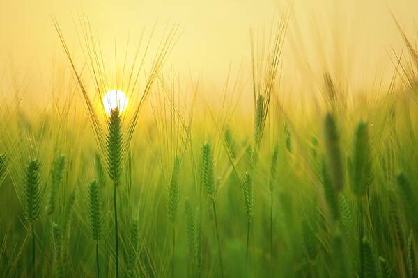 Photo Art Print featuring the photograph Dawn at the wheat field by Top Wallpapers