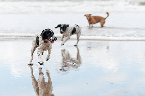 Pets Art Print featuring the photograph Day At The Beach by Dageldog