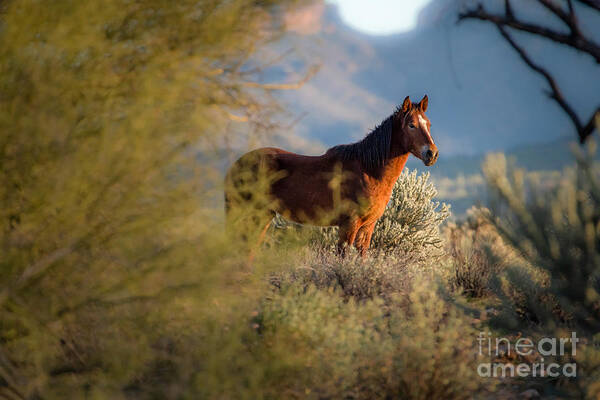 Mustang Art Print featuring the photograph Day's End at the River by Lisa Manifold