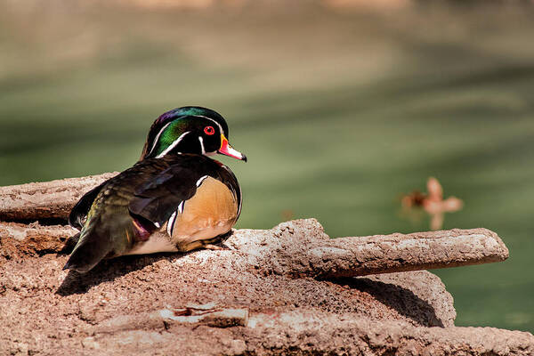 Animal Art Print featuring the photograph DC Wood Duck by Don Johnson