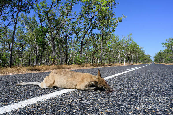 Animal Art Print featuring the photograph Dead Kangaroo On Road by Dr P. Marazzi/science Photo Library