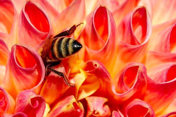 Macro Art Print featuring the photograph Deep Dive by Susan Rydberg