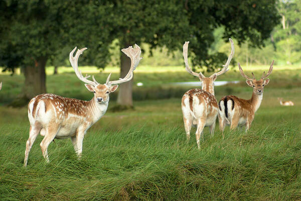 Grass Art Print featuring the photograph Deer At Powderham Park, Devon by Moorefam