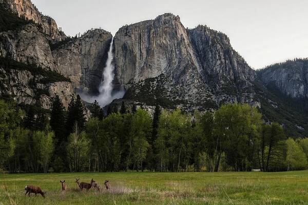 Animal Themes Art Print featuring the photograph Deer In Front Of Upper Yosemite Falls by Photograph By Tony Van Le