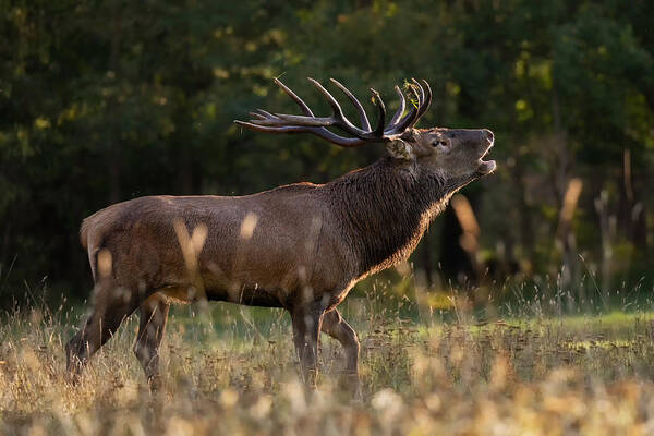 Nature Art Print featuring the photograph Deer by Paolo Bolla