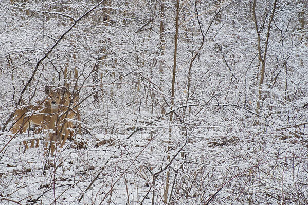 Clinton River Park Art Print featuring the photograph Deer wander after snowstorm by Mark Graf
