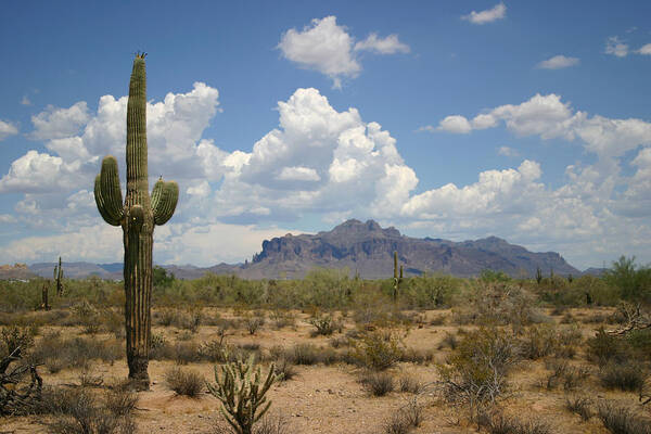 Saguaro Cactus Art Print featuring the photograph Desert Landscape by Vlynder