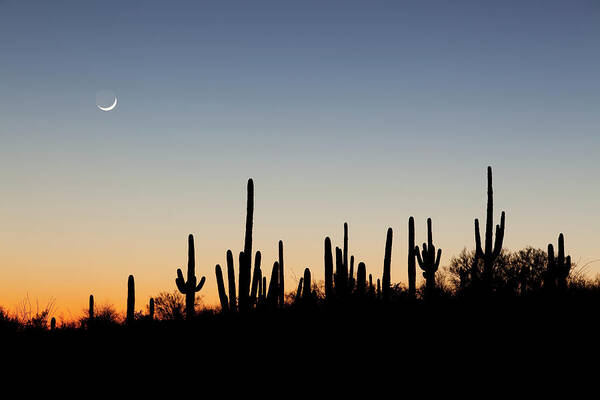 Saguaro Cactus Art Print featuring the photograph Desert Sunset With Cacti Silhouettes by Dougbennett
