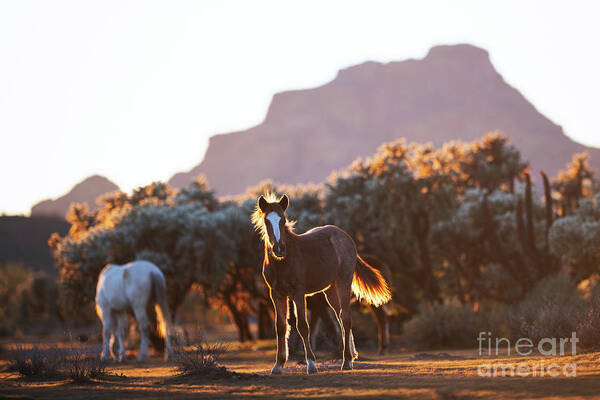 Yearling Art Print featuring the photograph Desert View by Shannon Hastings