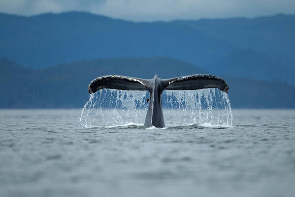 Diving Into Water Art Print featuring the photograph Diving Humpback Whale, Alaska by Paul Souders