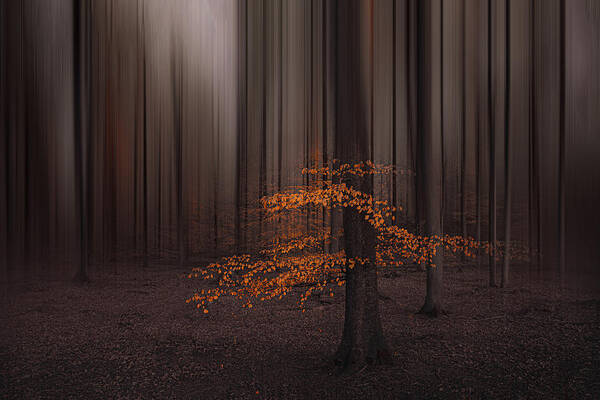 Forest Art Print featuring the photograph Dnnerup Forest by Inge Schuster