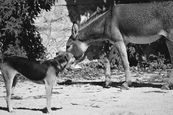 Dog Art Print featuring the photograph Dog and Burro Show by Debra Grace Addison