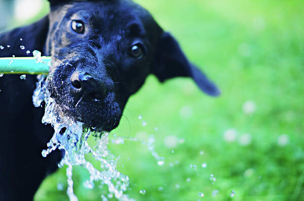 Pets Art Print featuring the photograph Dog Drinking From A Water Hose by Crissy Kight / Www.dearcrissy.com