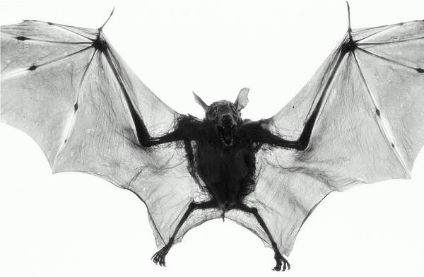 White Background Art Print featuring the photograph Dog-faced Fruit Bat Cynopterus by Henry Horenstein