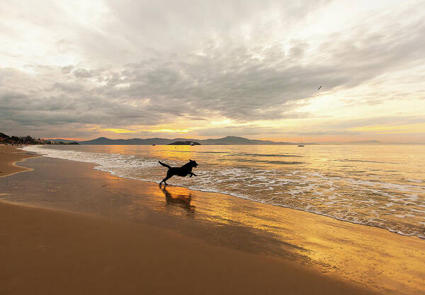 Scenics Art Print featuring the photograph Dog Playing At Canasvieira Beach by E.hanazaki Photography