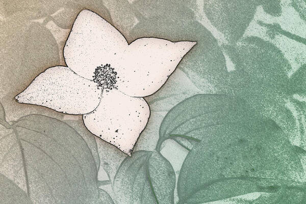 Kousa Art Print featuring the digital art Dogwood Flower Stencil on Sandstone by Jason Fink