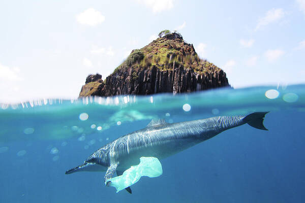 Underwater Art Print featuring the photograph Dolphin And Plastic Bag by João Vianna