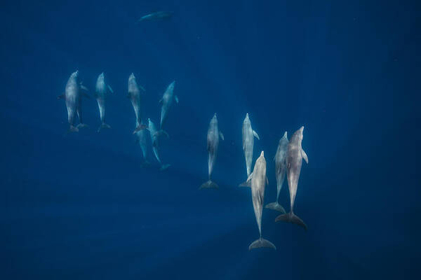 Dolphin Art Print featuring the photograph Dolphin Group by Barathieu Gabriel